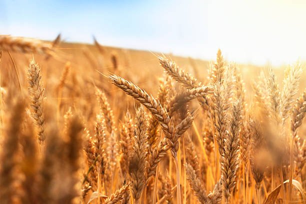 golden wheat field and sunny day