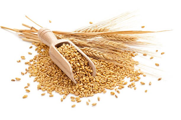 Wheat steams and grain isolated on white.