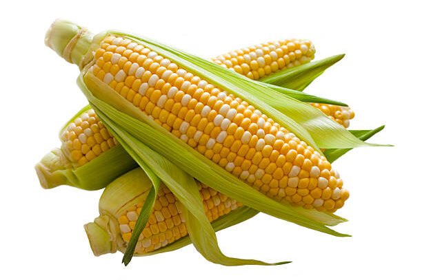 Ear of corn with husk. Isolated on white.