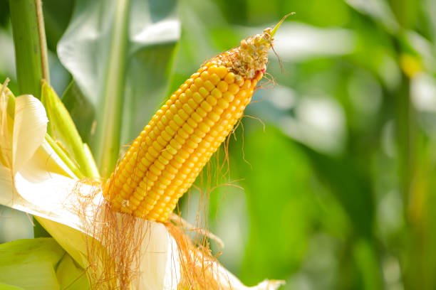 Organic cob corn or maize on corn field farm background