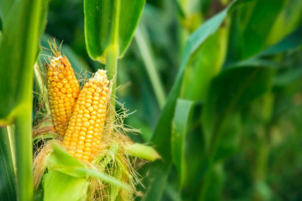 corn,plant,agriculturecorn,plant,agriculture