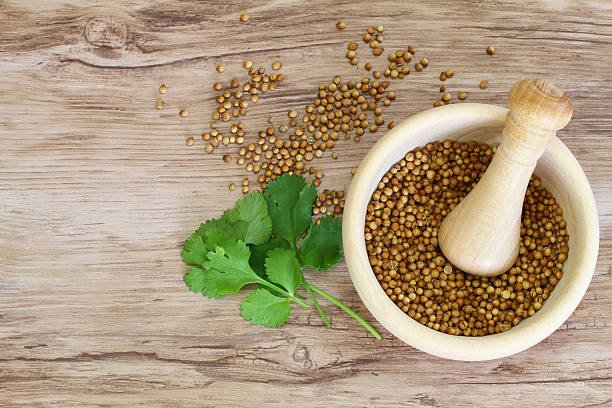 Coriander seeds in mortar and fresh coriander leaves with copy space